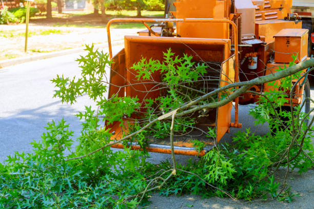 Best Tree Removal Near Me  in USA